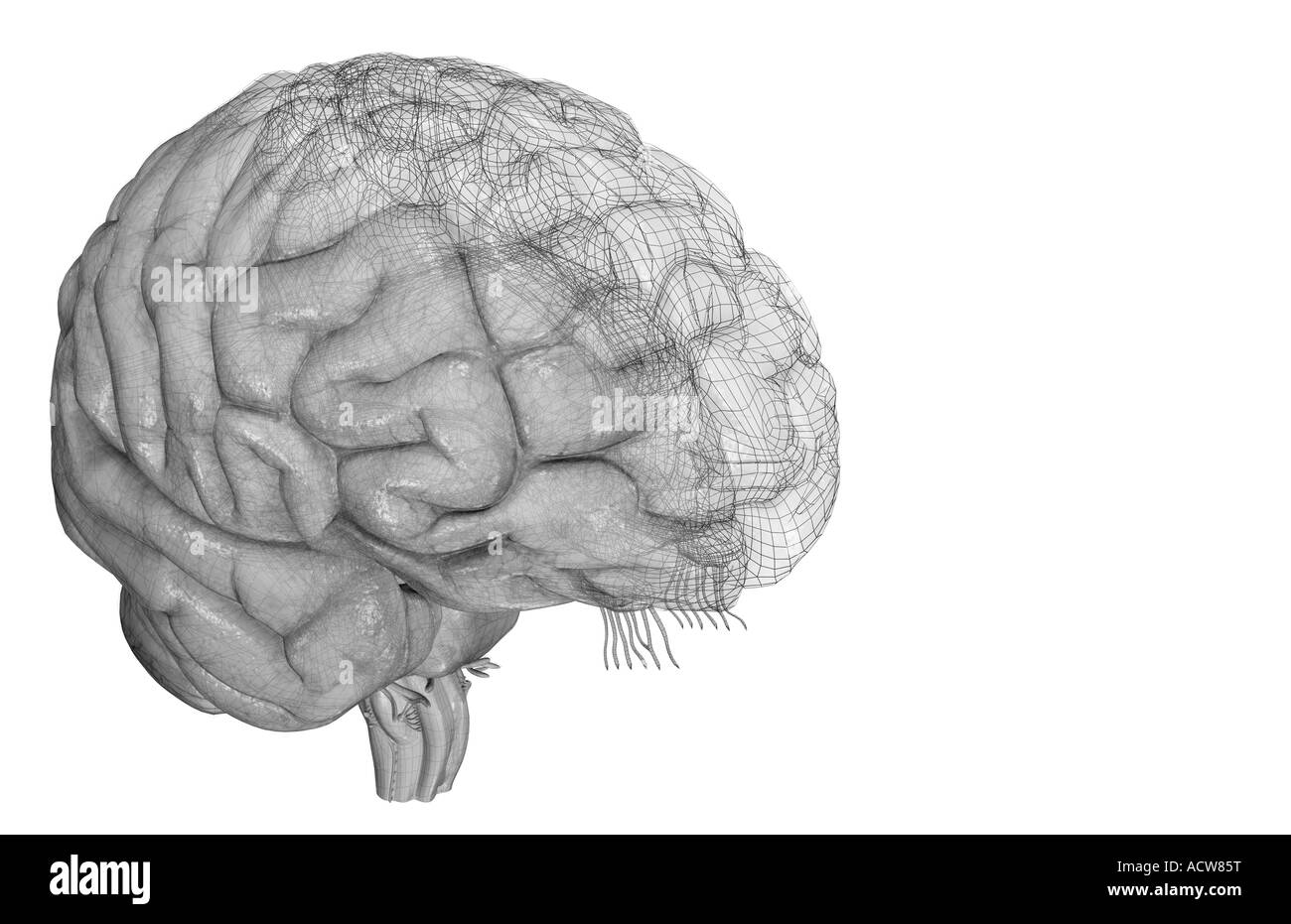 Il cervello Foto Stock