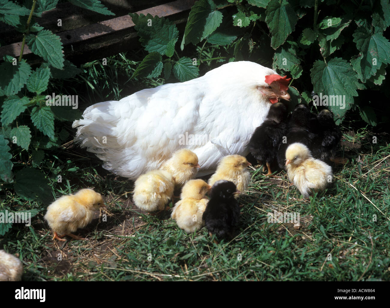 POLLO Foto Stock