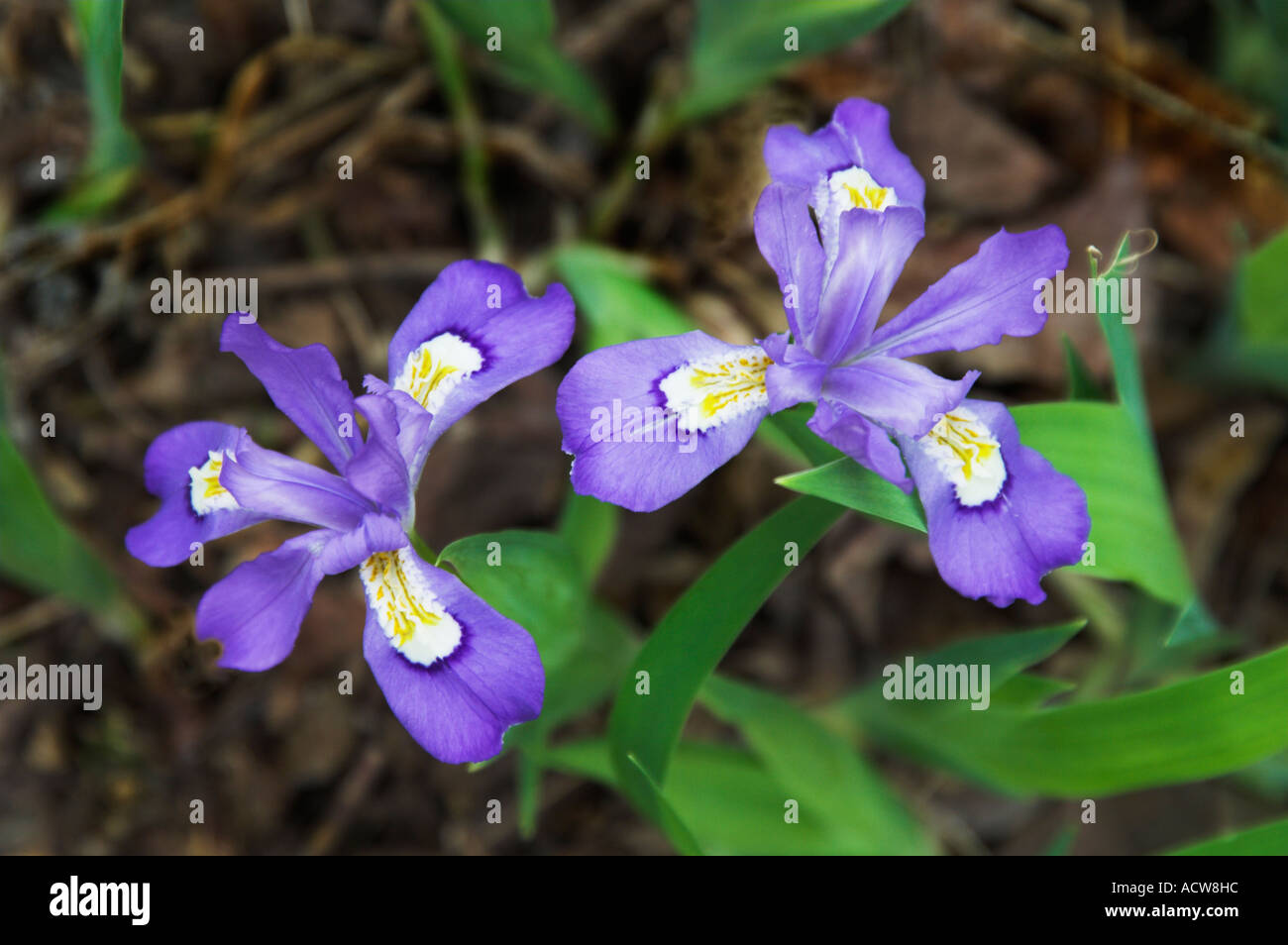 Un cluster di Iris Nana fiori selvatici che crescono in Great Smoky Mountain National Park USA Foto Stock