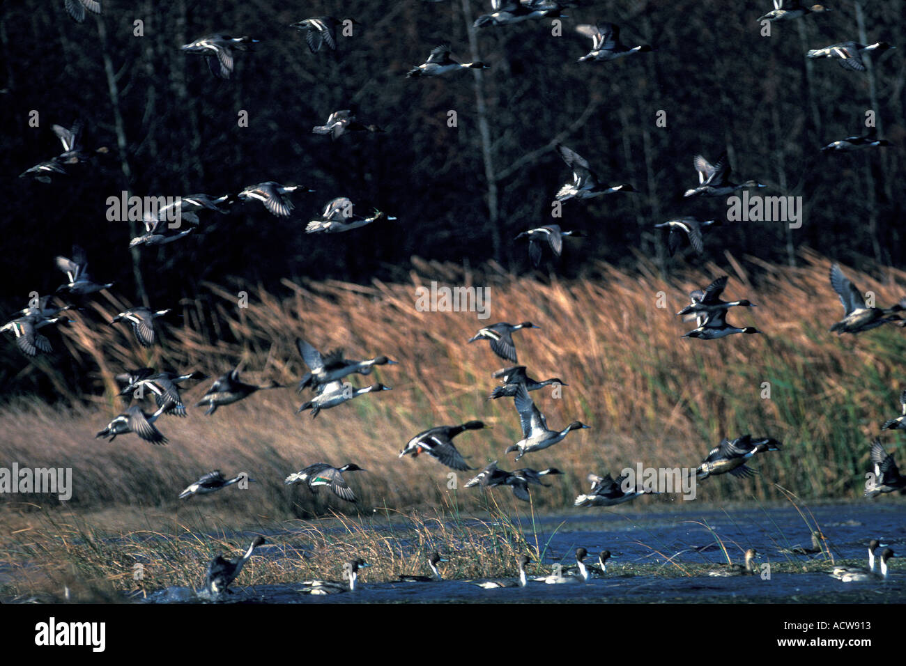 BIRD DUCK Pintail Foto Stock