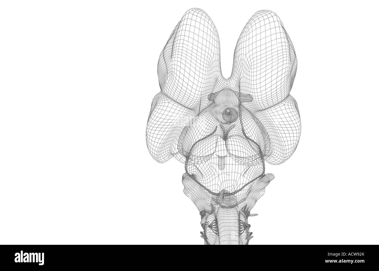 Il tronco cerebrale Foto Stock