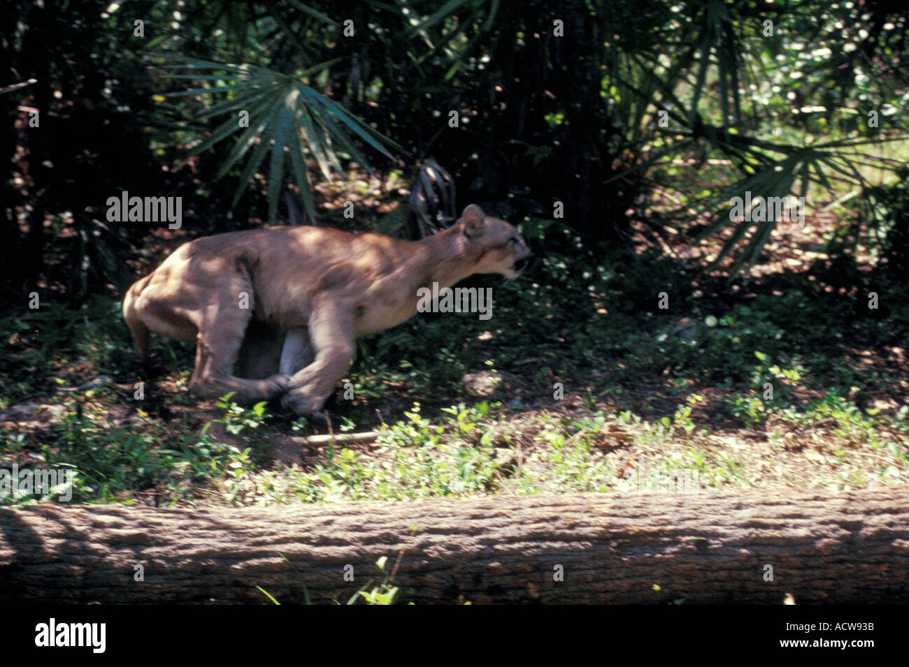 Mammifero PANTHER Florida Foto Stock