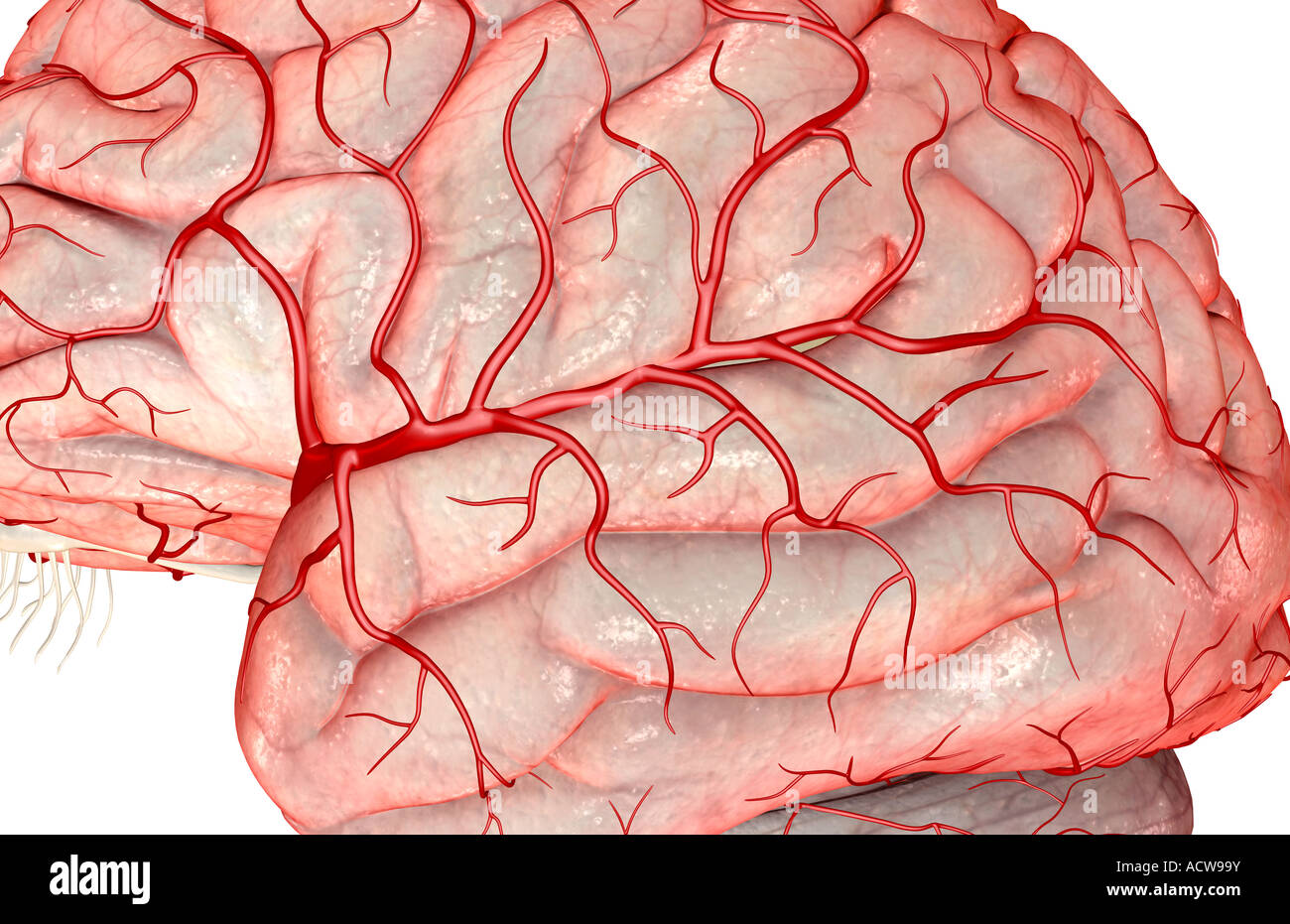 Arteria cerebrale media Foto Stock