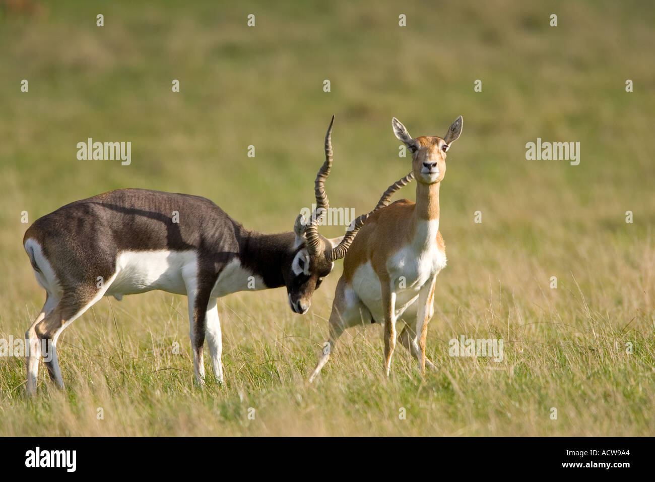 Maschio Femmina Indain Blackbuck Sub Continente Foto Stock