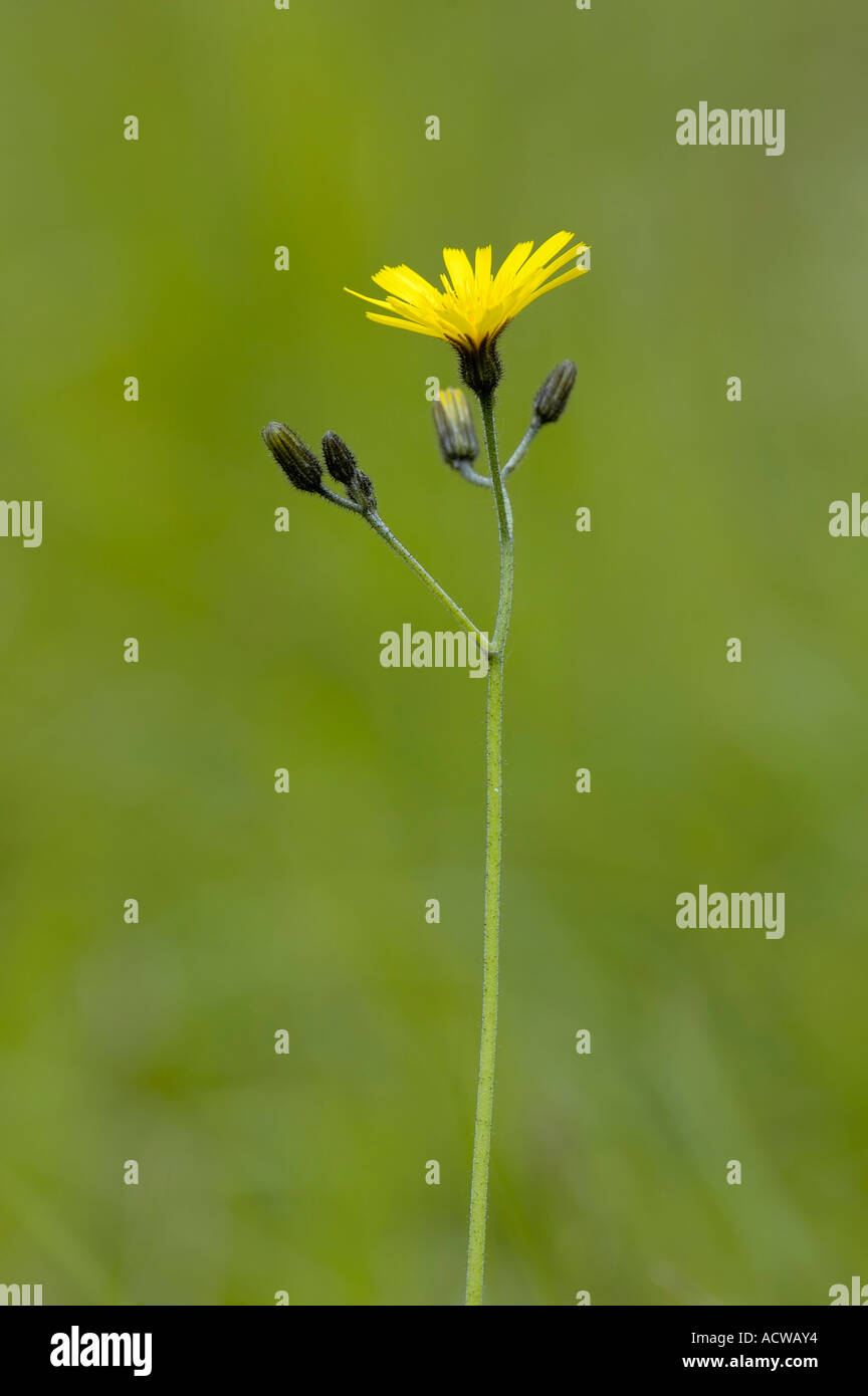 Ruvido Hawksbeard Crepis biennis Foto Stock