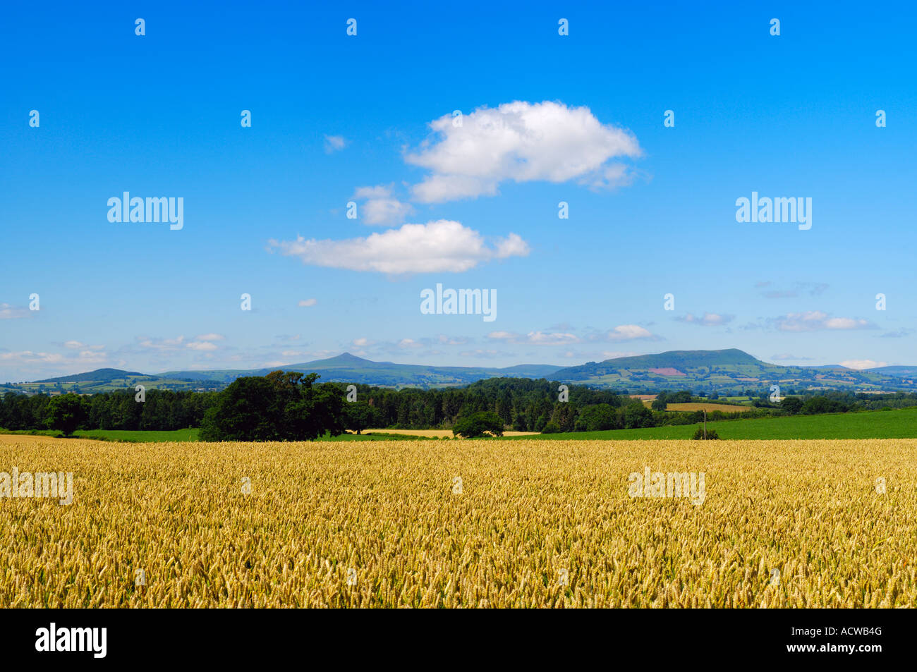Campo di grano a Raglan nel Monmouthshire, Galles del Sud. Le vette delle montagne del Parco Nazionale di Bannau Brycheiniog (Brecon Beacons) possono essere viste all'orizzonte. Foto Stock