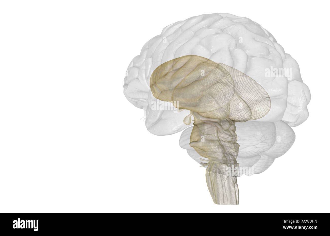 Il tronco cerebrale Foto Stock