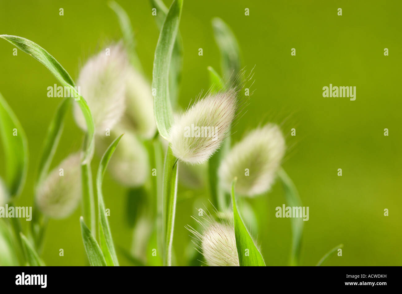 Lagurus ovatus poaceae lepri erba di coda Foto Stock
