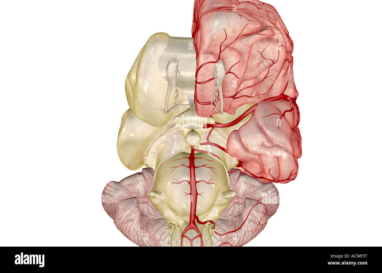 Le arterie del cervello Foto Stock