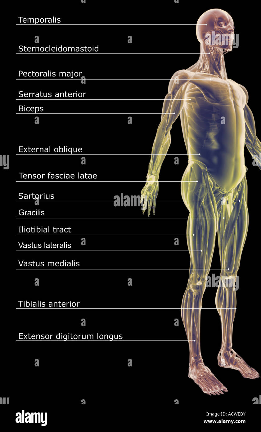 Il sistema muscolare Foto Stock