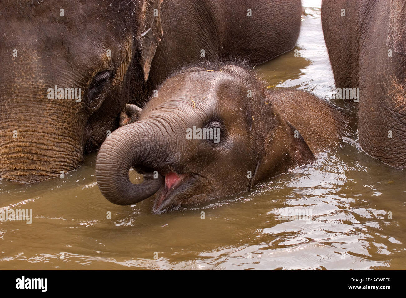 Baby Elefante asiatico Foto Stock