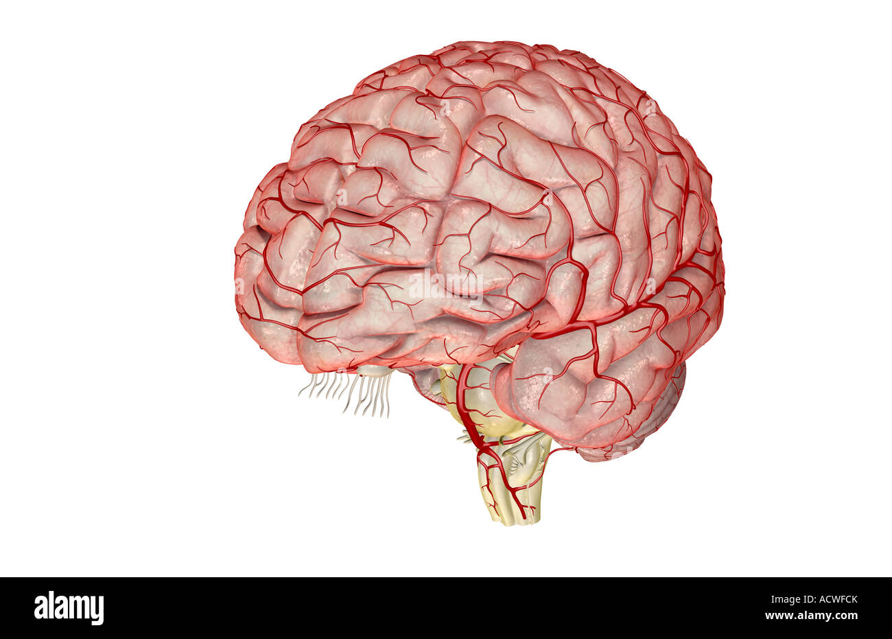 Le arterie del cervello Foto Stock