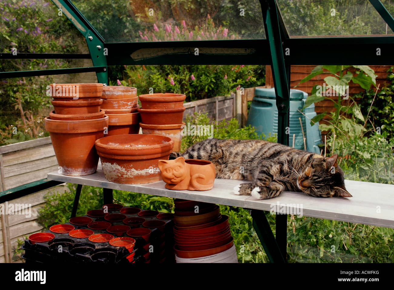 Tartaruga gatto addormentato in una serra. Foto Stock