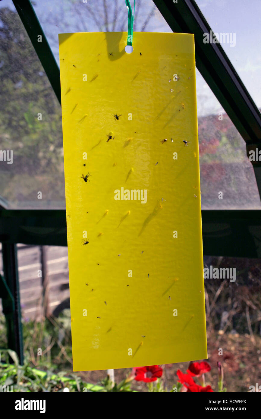 Serra adesivo trappola per insetti Foto Stock