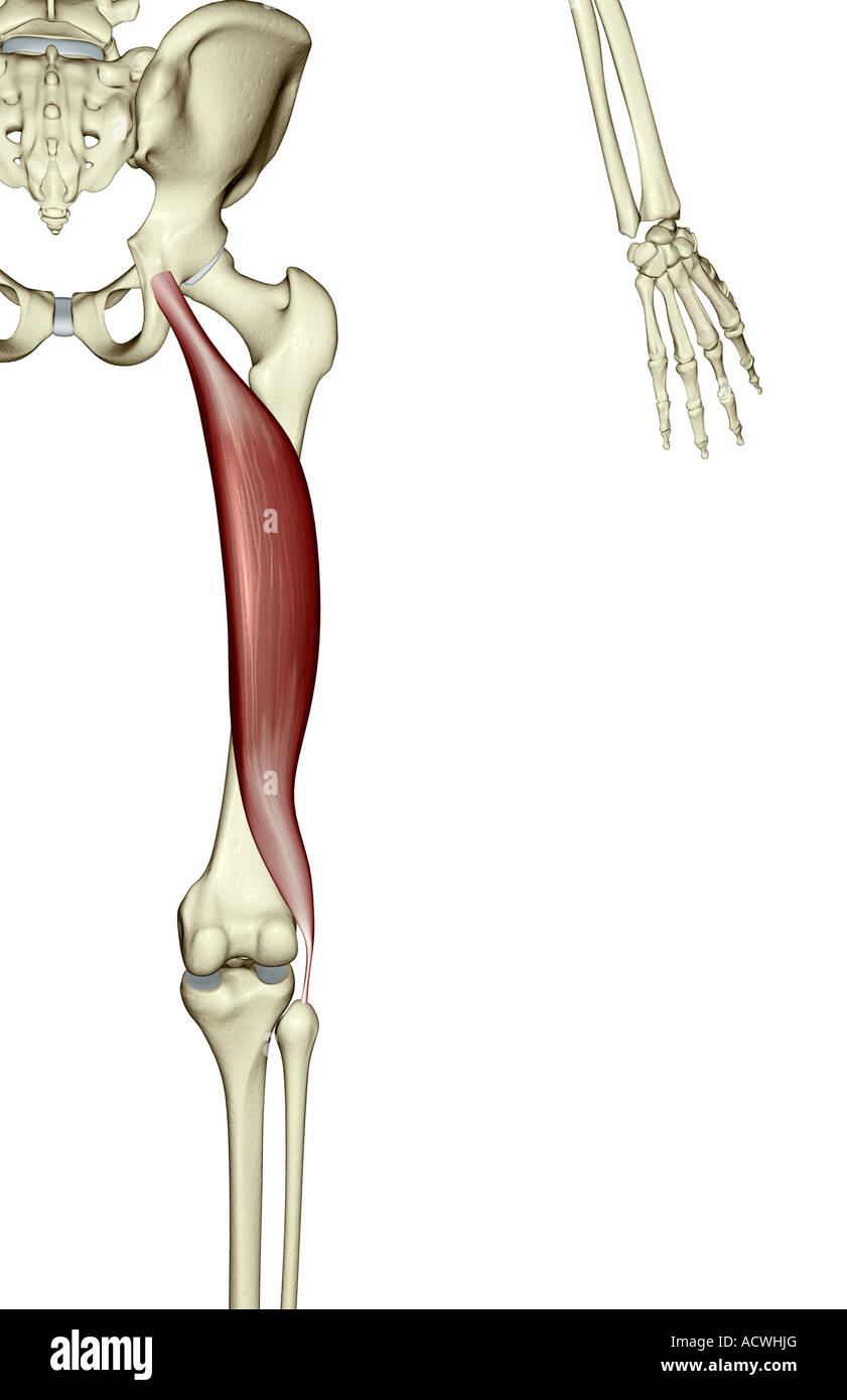 Bicipite femorale Foto Stock