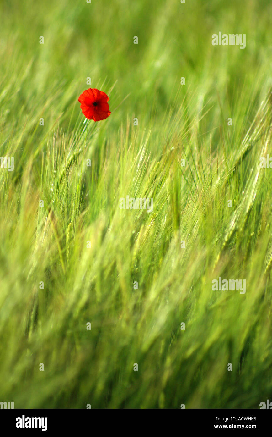 Singolo papavero rosso in un campo di mais, Moira, Irlanda del Nord Foto Stock