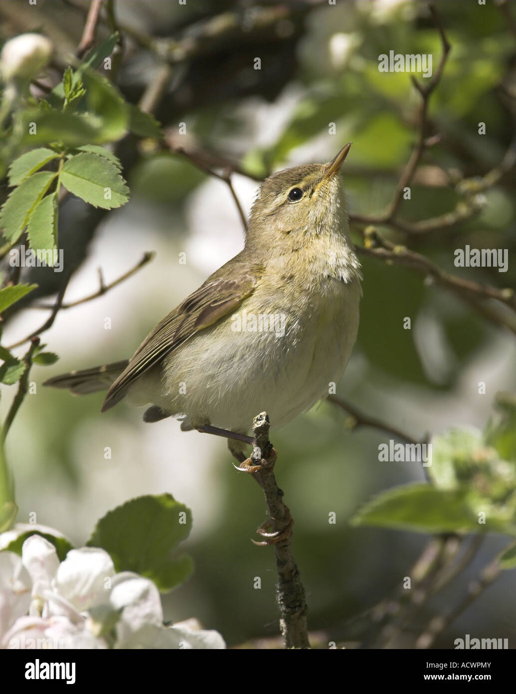 Willow trillo (Phylloscopus trochilus), in fioritura melo Foto Stock