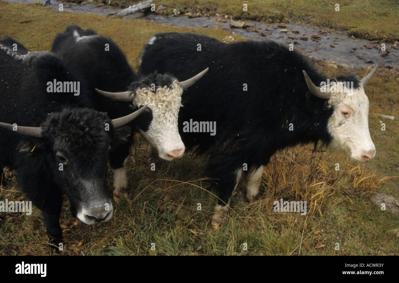 Yak Yak giovani eventualmente dzos che sono yak bull x vacca a Tumbatse in Rong Chu Foto Stock