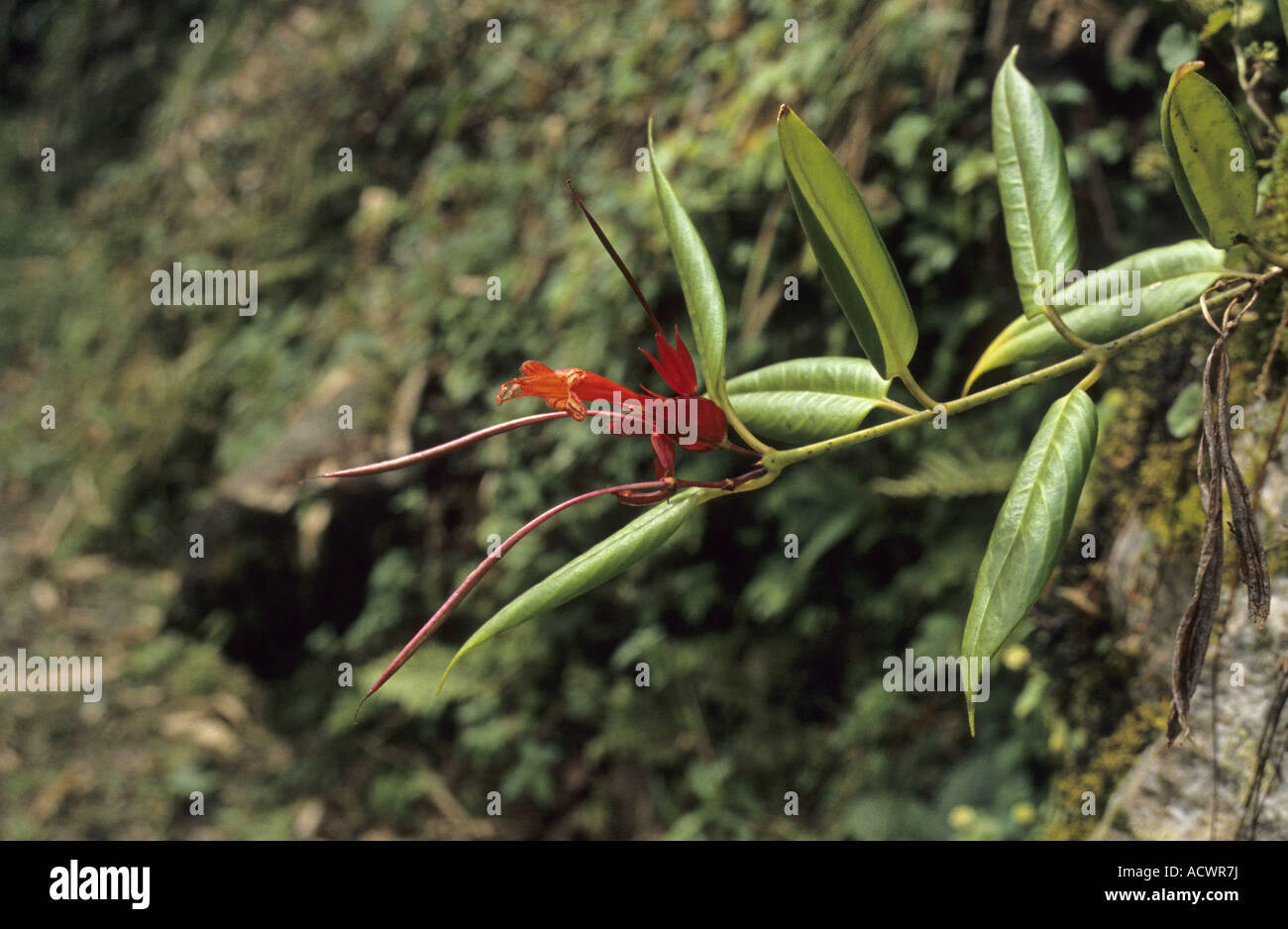 Apocynaceae di fiori e di frutti immaturi tra Sengor e Mongar Bhutan orientale Foto Stock