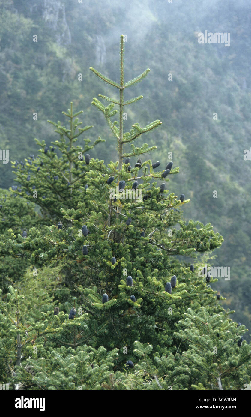 Fir Delavay Abies delavayi abitudine picco Longquan Cang Shan o montagne di marmo vicino a Dali Cina Yunnan Foto Stock