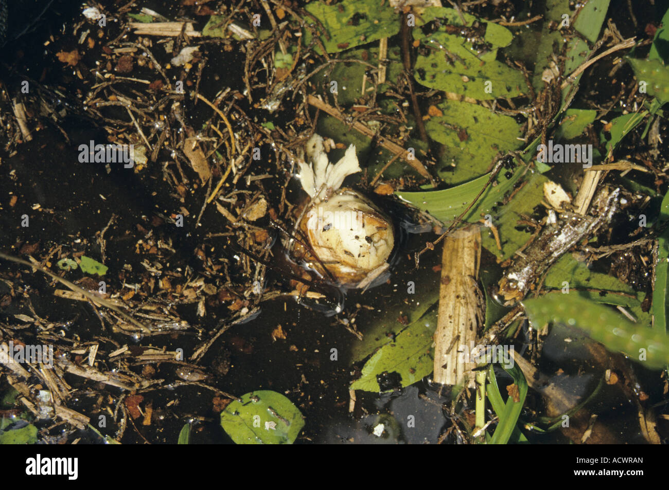 Palude cinese Cypress Glyptostrobus pensilis radice dell'antenna Ea H leo DacLac Provincia del Vietnam Foto Stock