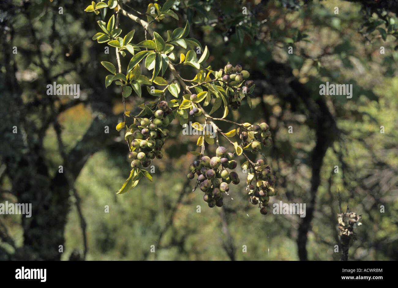 Il Nepal Ligustro Ligustrum nepalensis frutto semi evergreen Jakar Valle Central Bhutan Foto Stock