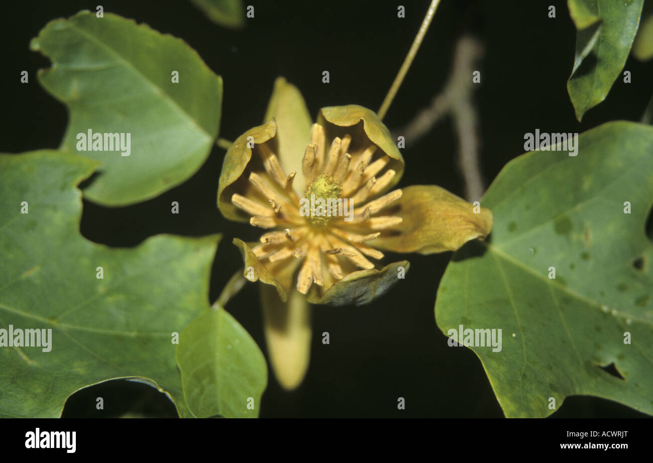Chinese Tulip Tree Liriodendron chinense close up di fiore Foto Stock