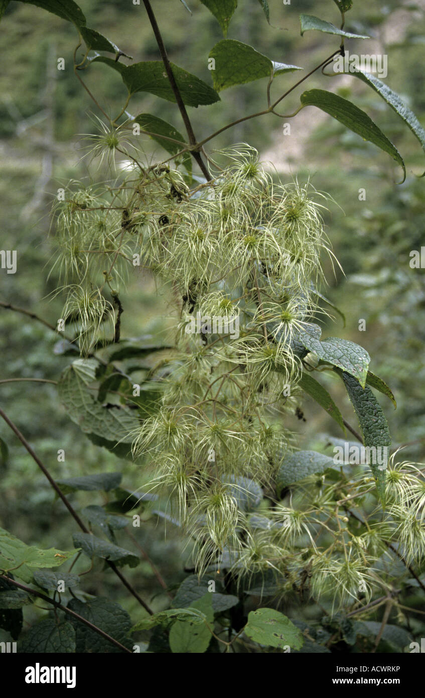 Clematis buchananiana nella frutta in Wang Chu valle a sud di Thimphu vicino Bunakha West Bhutan Foto Stock