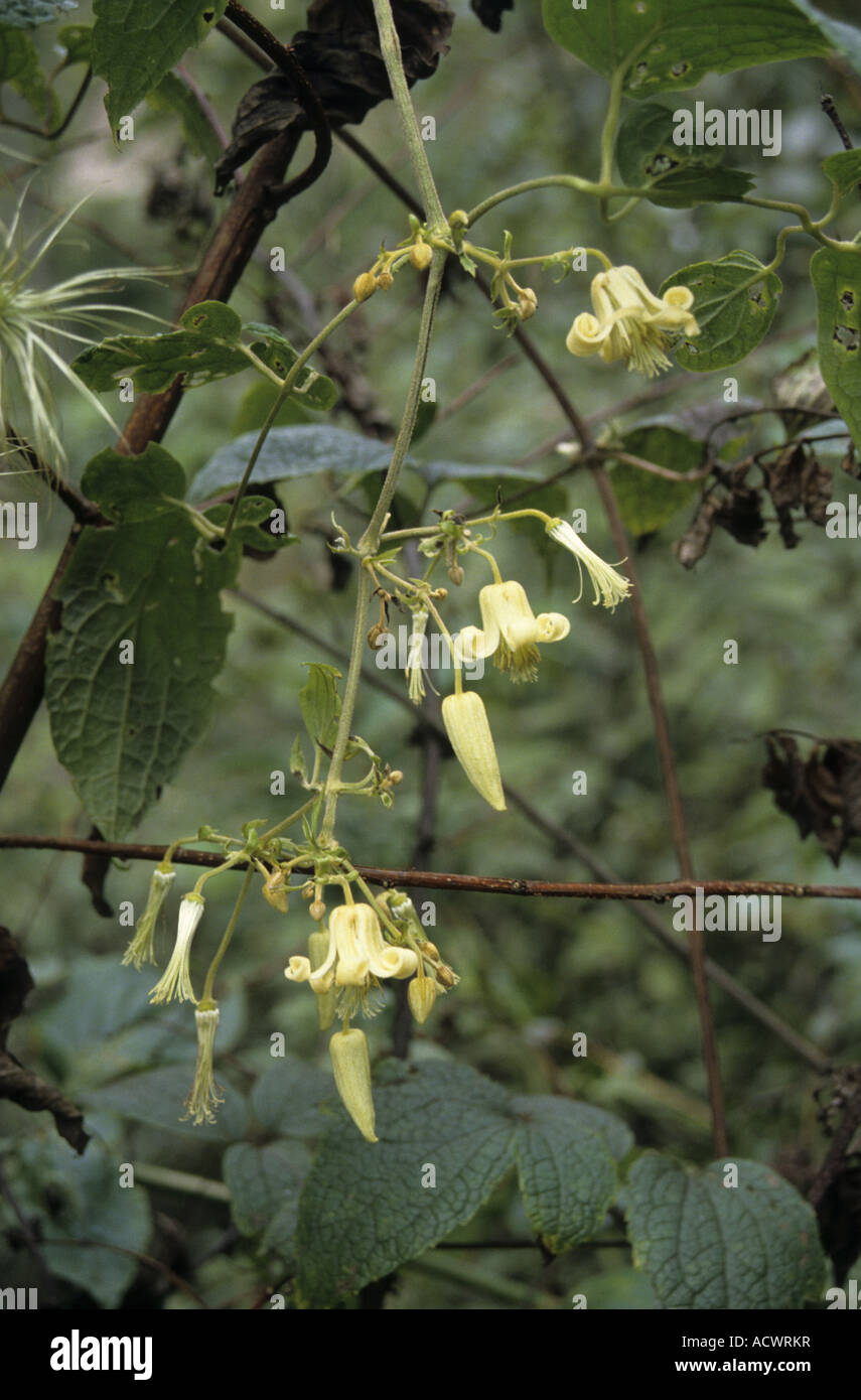 Clematis buchananiana in fiore in Wang Chu valle a sud di Thimphu vicino Bunakha West Bhutan Foto Stock