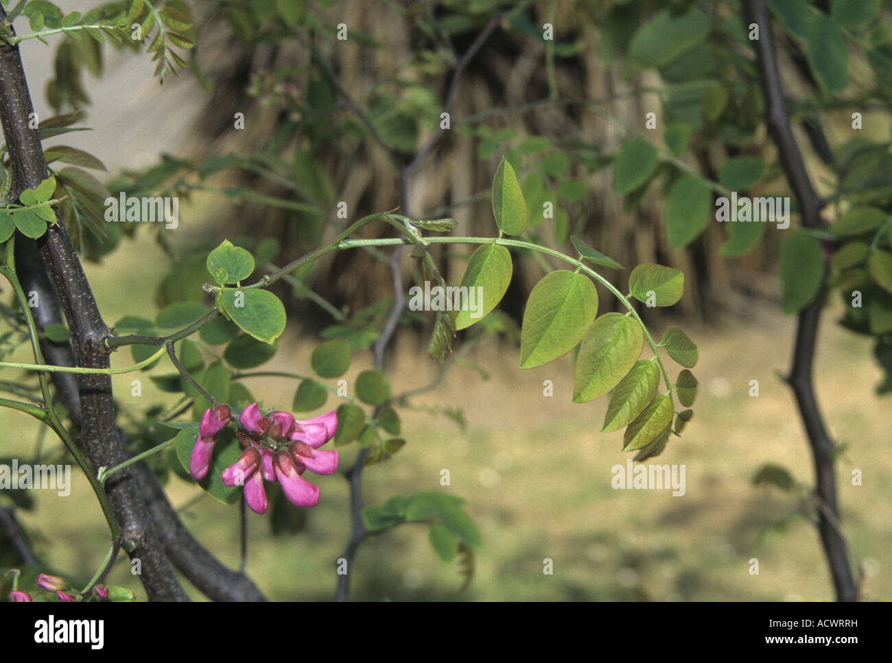Rose Acacia Robinia hispida foglia e fiore Foto Stock