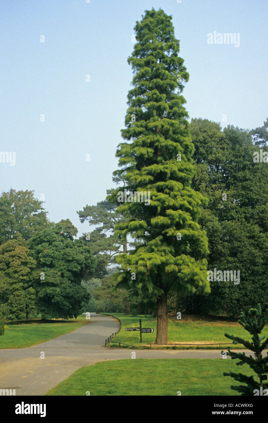 Pond Cypress Taxodium ascendens abitudine intera struttura Foto Stock