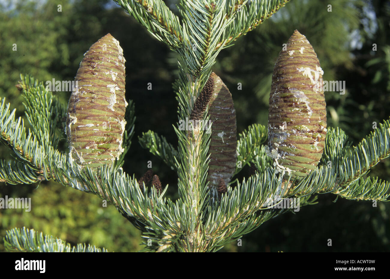 Fir Cilician Abies cilicica frutto Foto Stock