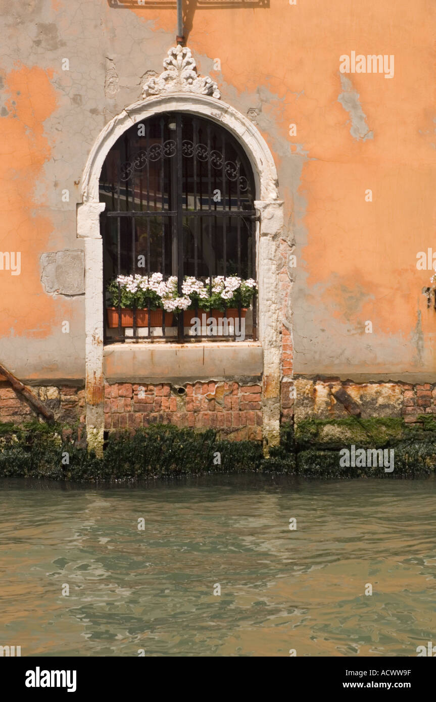 Ferro finestra grattugiato su uno stucco arancione edificio veneziano vicino alla linea di galleggiamento su un canale con una fioriera piena di fiori bianchi Foto Stock