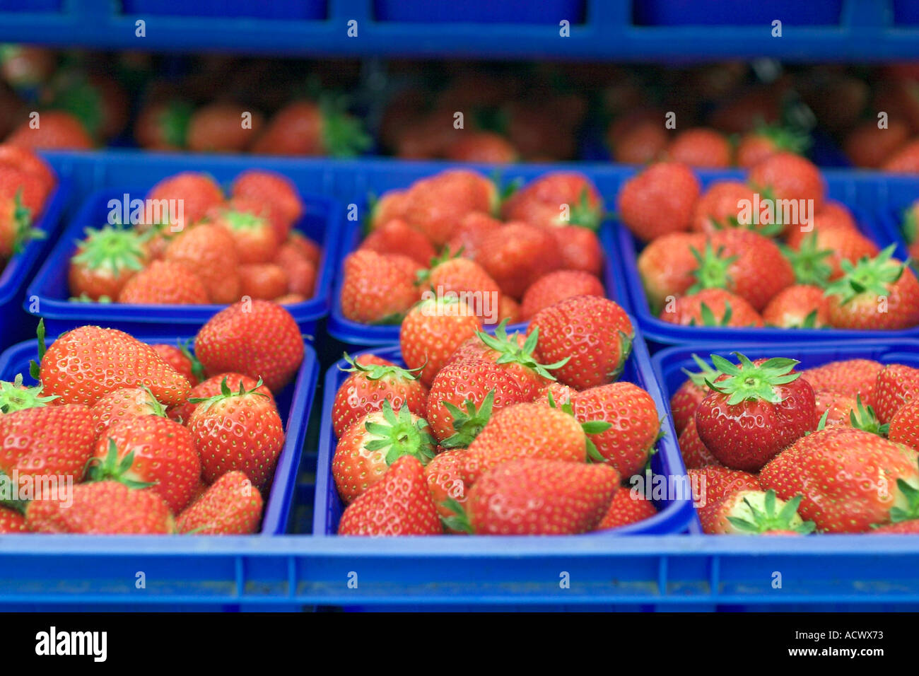 Immagine macro di fragole visto da sopra durante la primavera Foto Stock