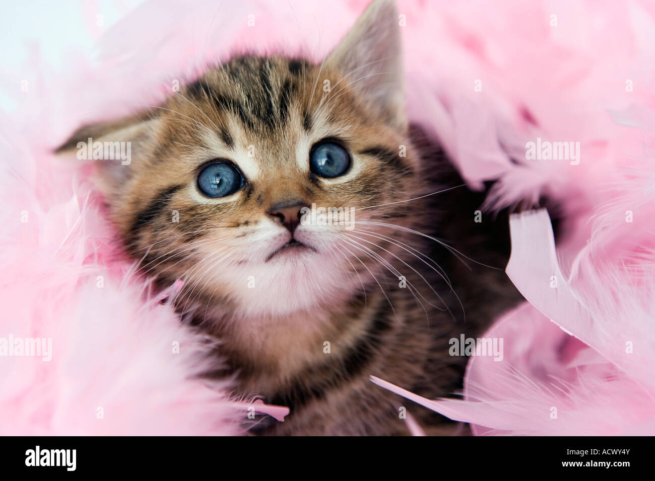 Tabby gattino con un rosa feather boa Foto Stock