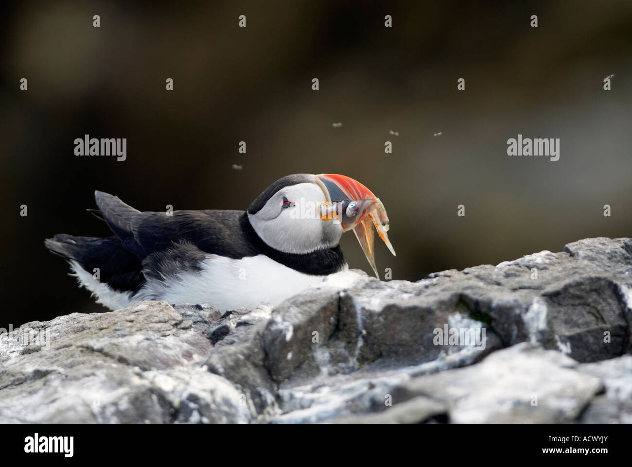 Fratercula Arctica in appoggio con un becco pieno di cicerelli nel Northumberland "Gran Bretagna" Foto Stock