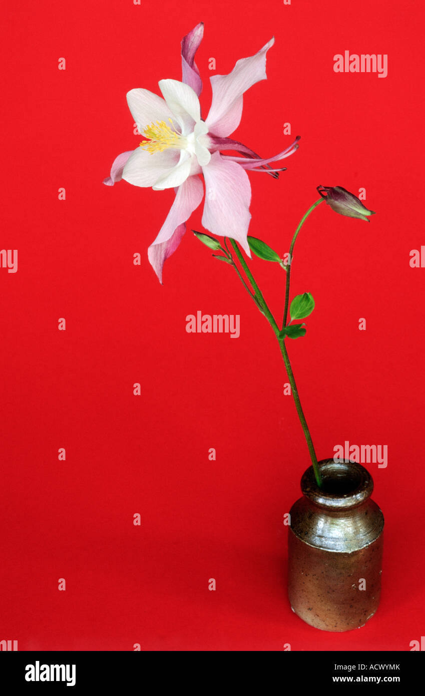 Aquilegia fiore nel vaso su uno sfondo rosso Foto Stock