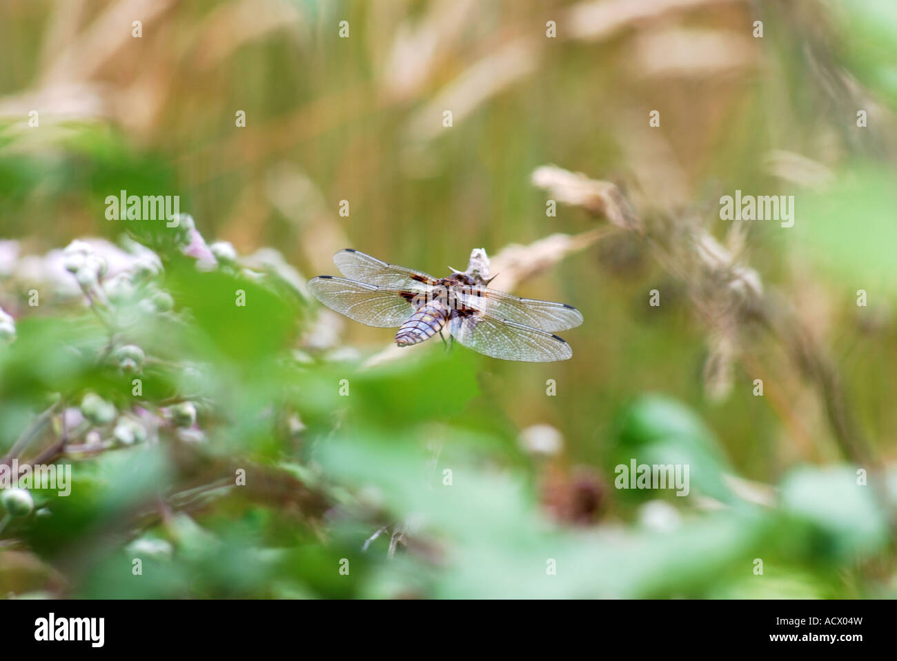 Libellula depressa la vasta corposi chaser sedeva sul suo numero di persico 2511 Foto Stock