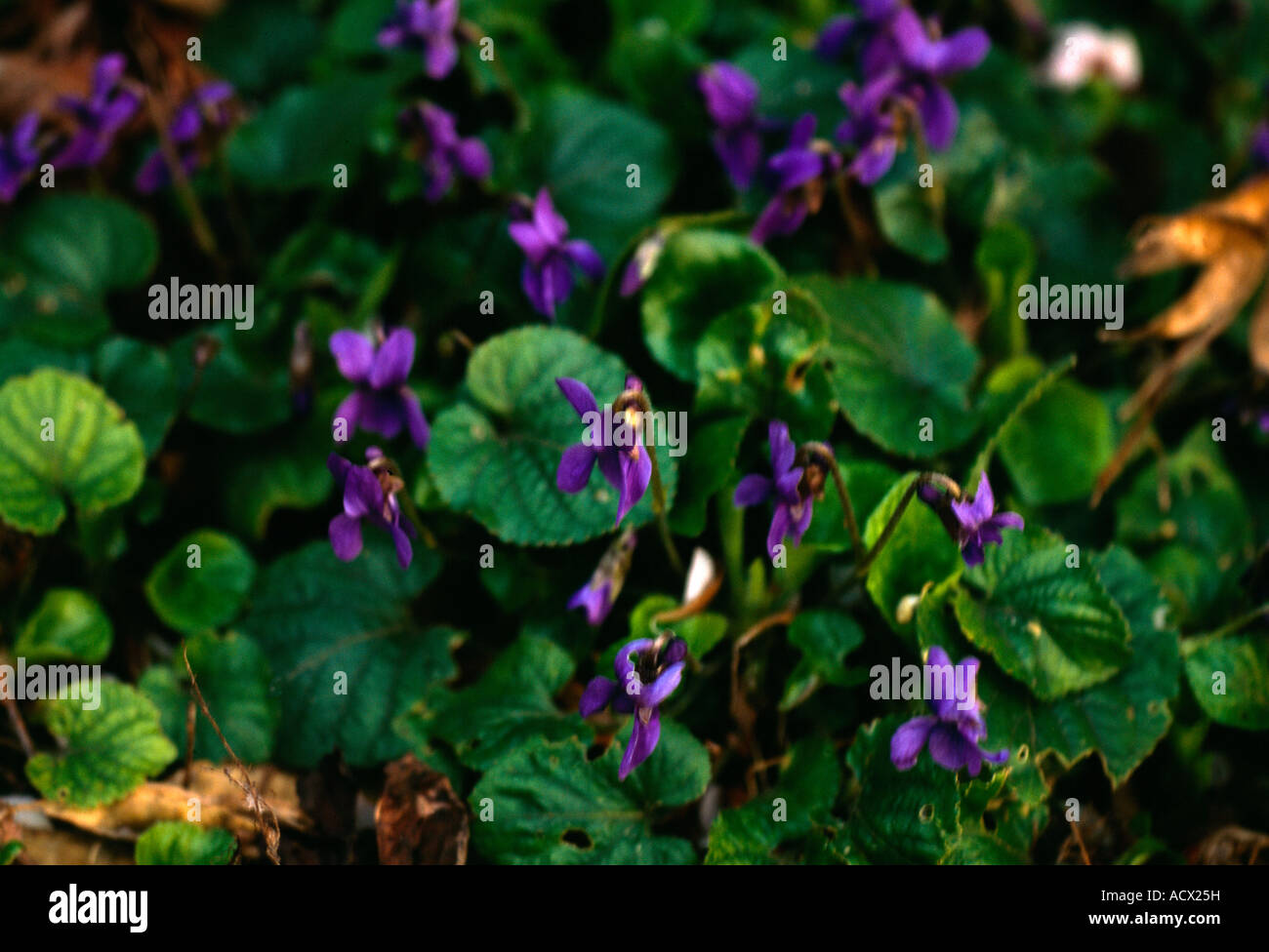 Violette legno primi di marzo Foto Stock