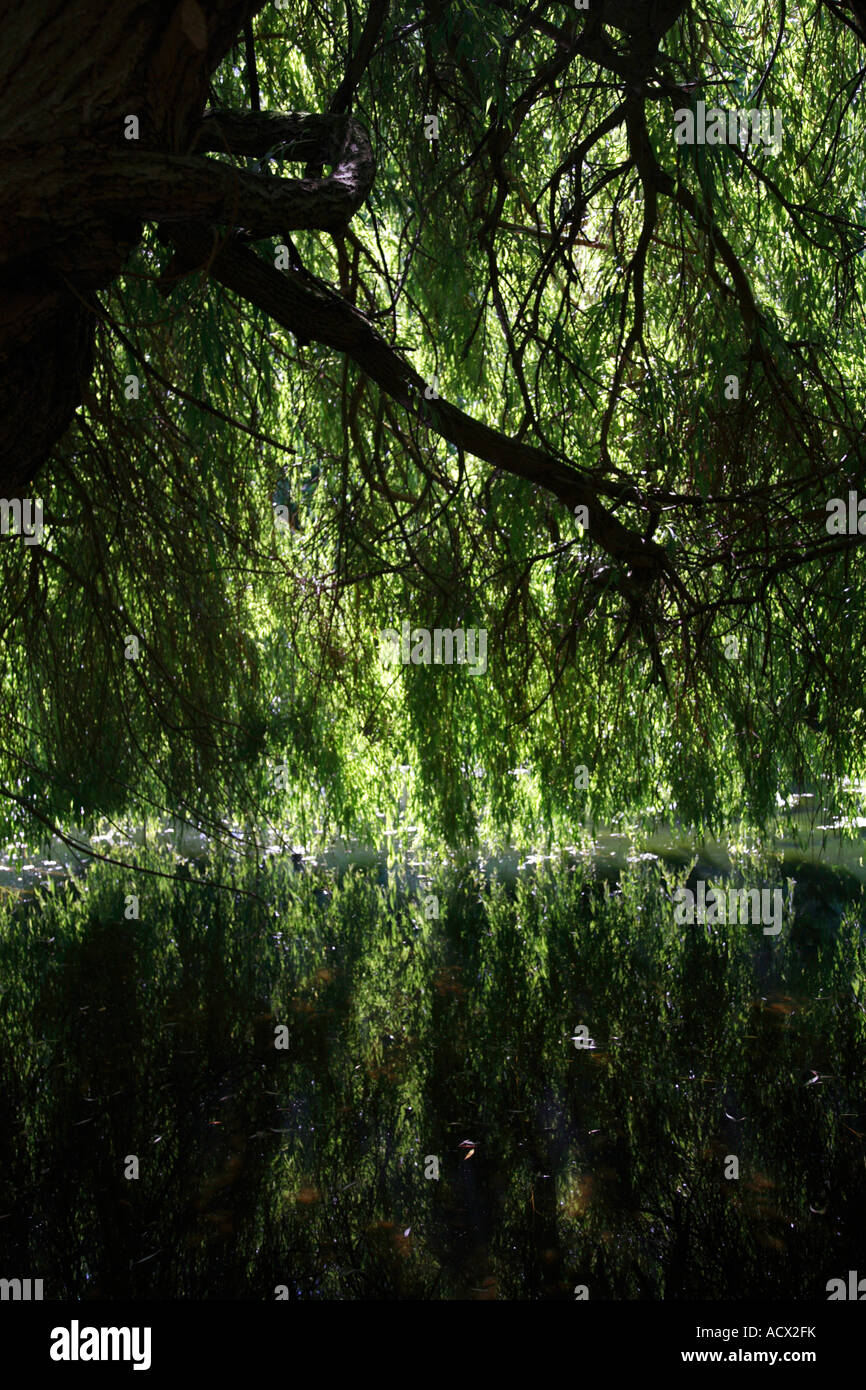 Willow Tree & Lago Syon Park Brentford London Inghilterra England Foto Stock