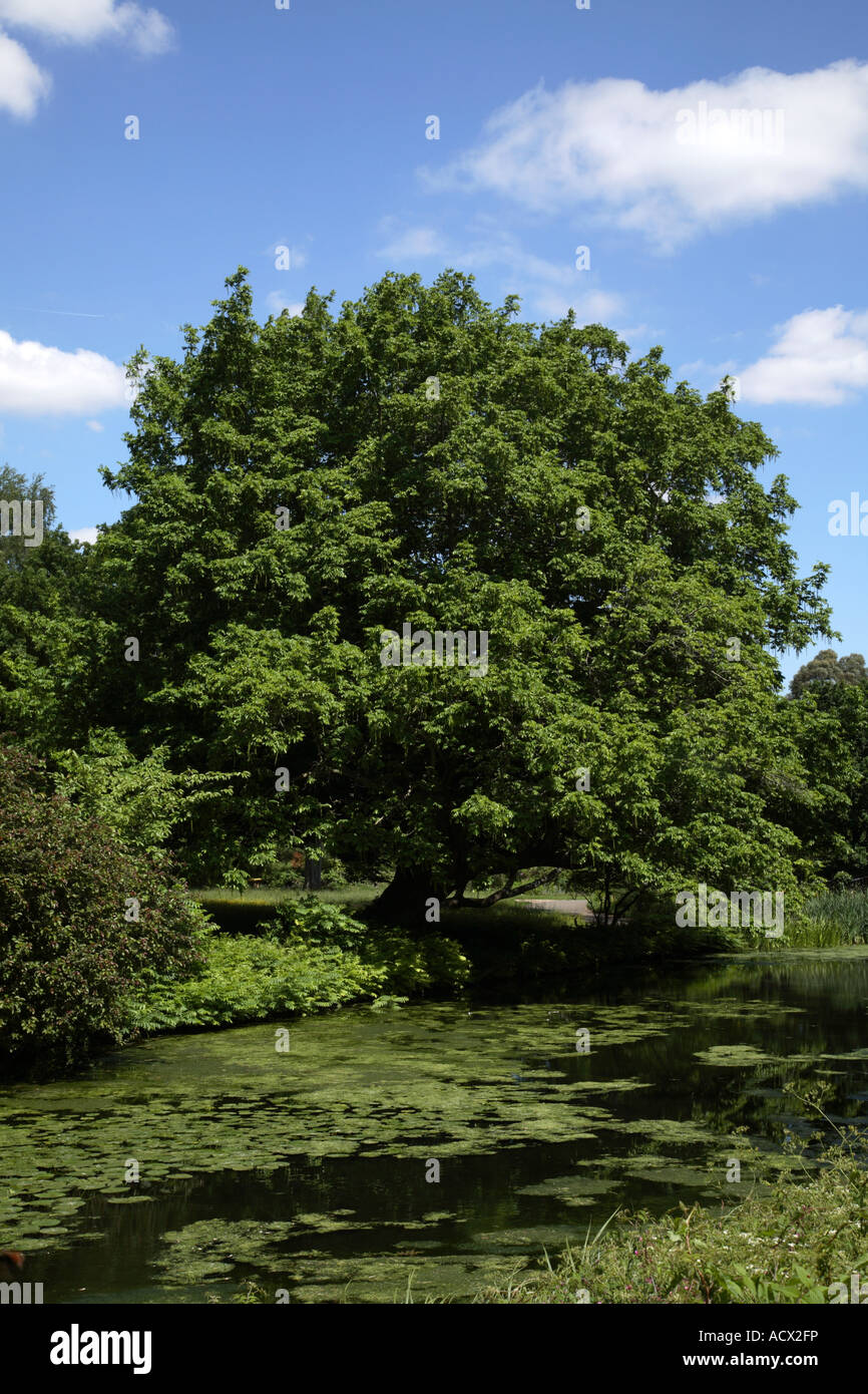 Gli alberi & Lago Syon Park Brentford London Inghilterra England Foto Stock