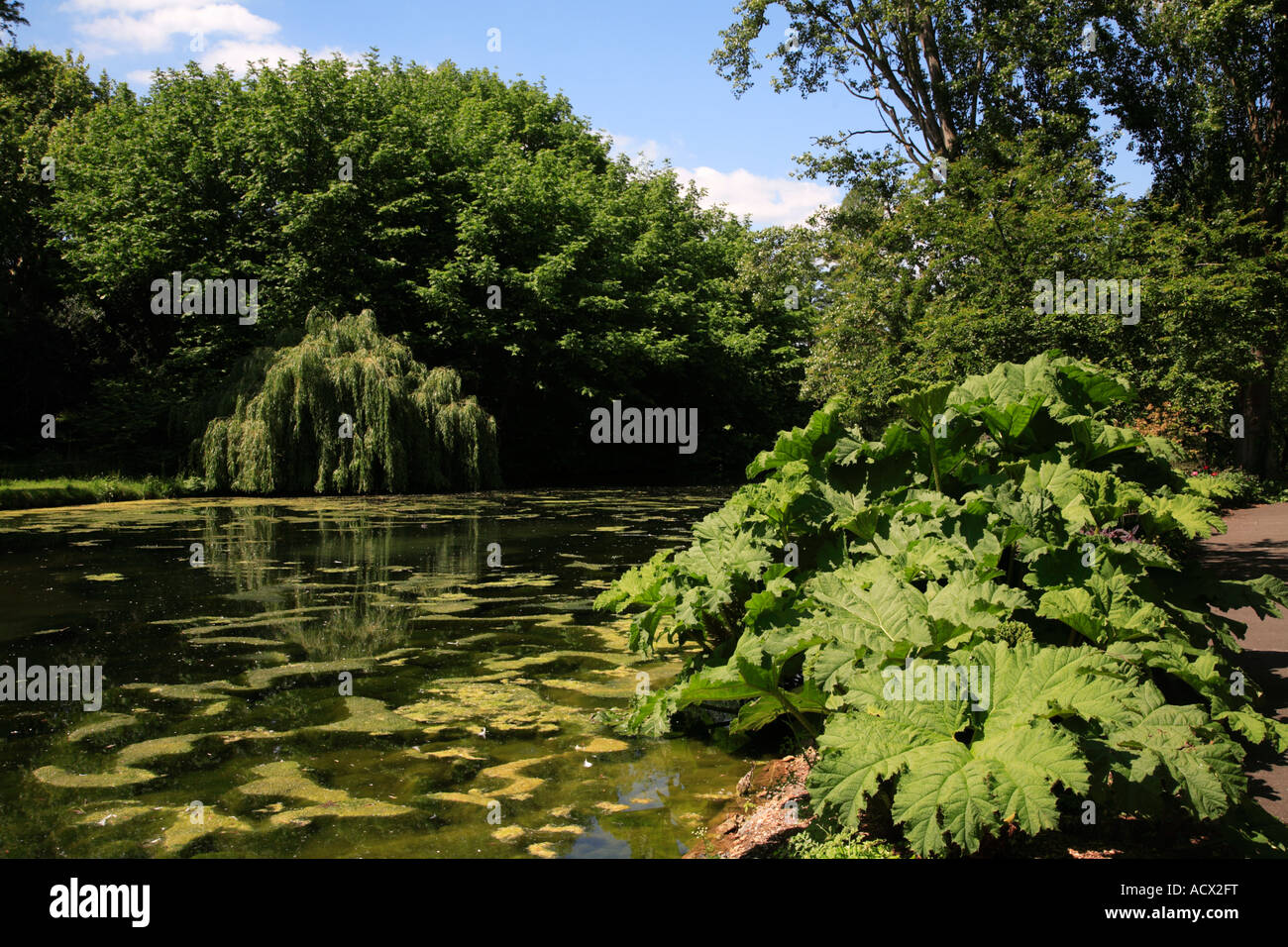 Giardini e il Lago di Syon Park Brentford London Inghilterra England Foto Stock