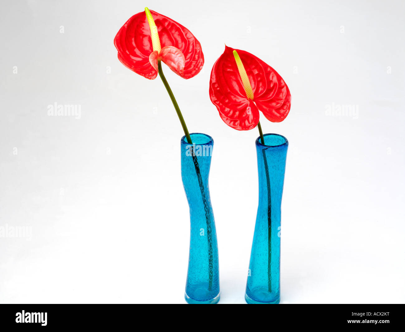 Antirrhinums e due Blue riciclato vasi di vetro Foto Stock