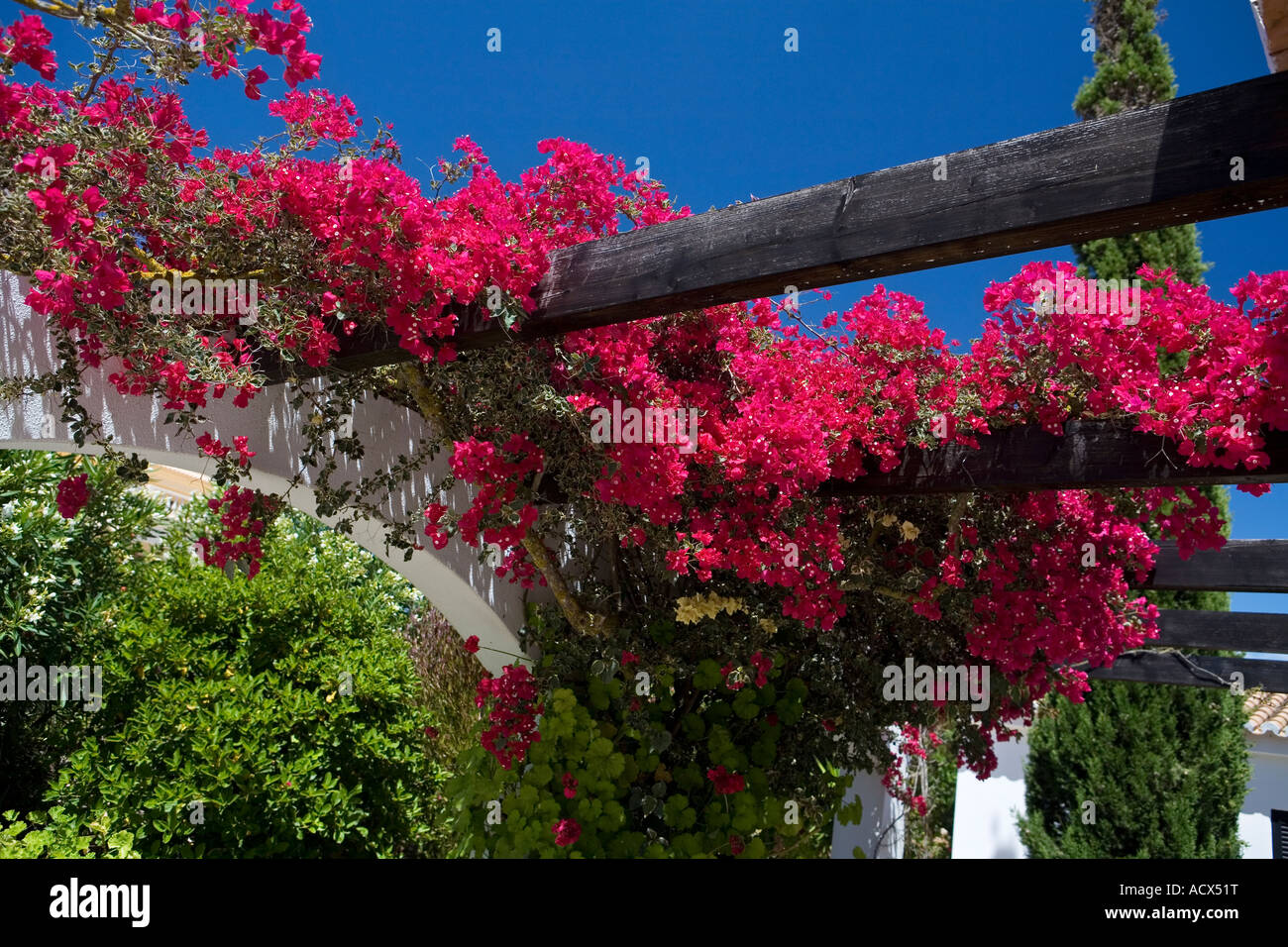 Il Bougainvillea crescente fuori villa in Algarve Portogallo Foto Stock