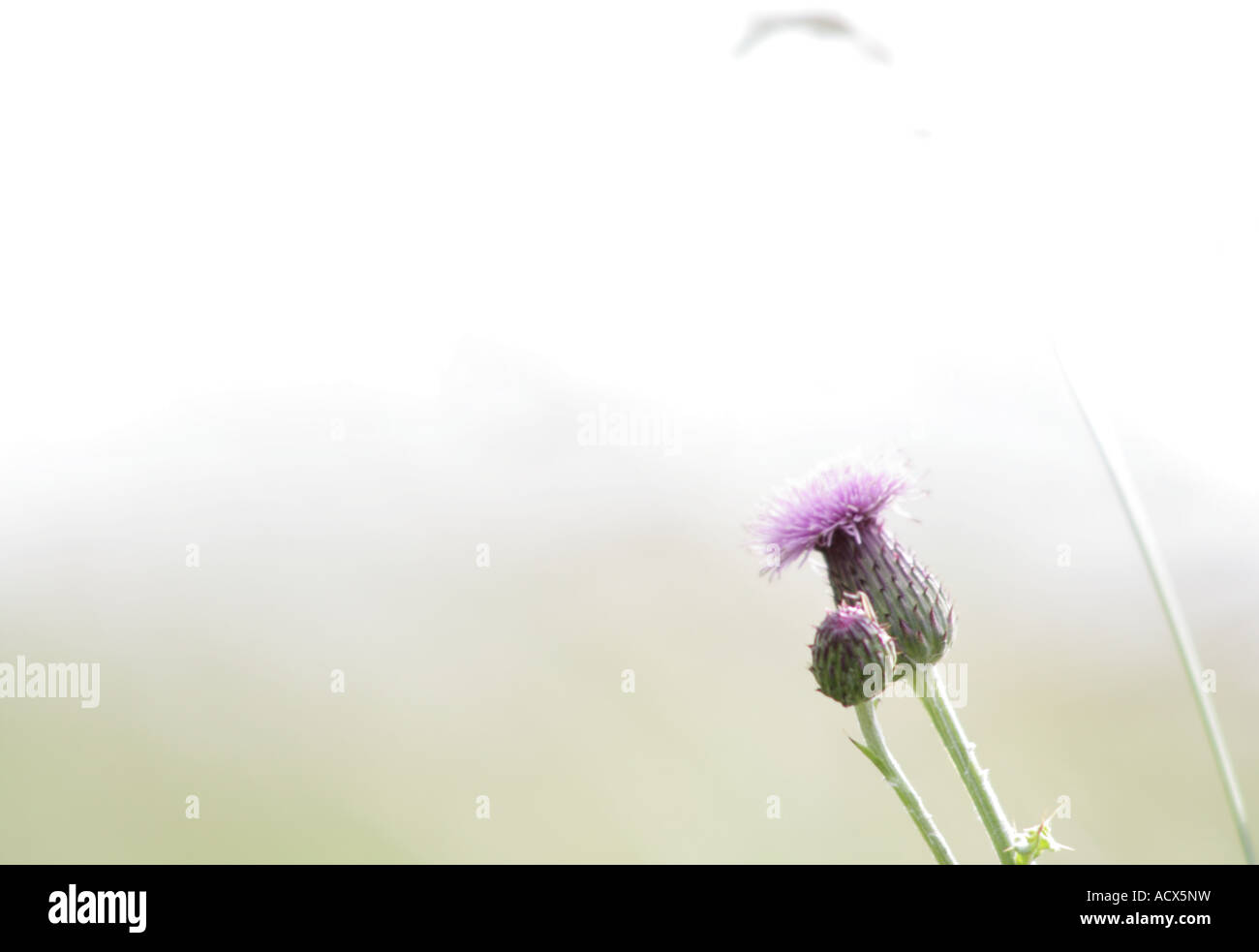 Una spina viola. Foto Stock