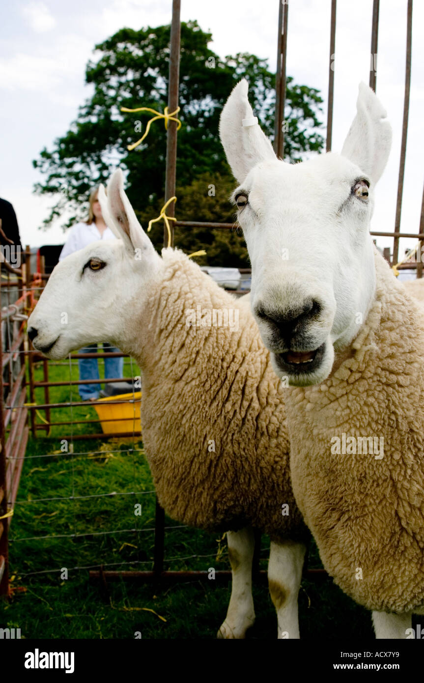 Due border Leicester ovini in una penna in un piccolo locale agricolo mostrano, Wales UK Foto Stock