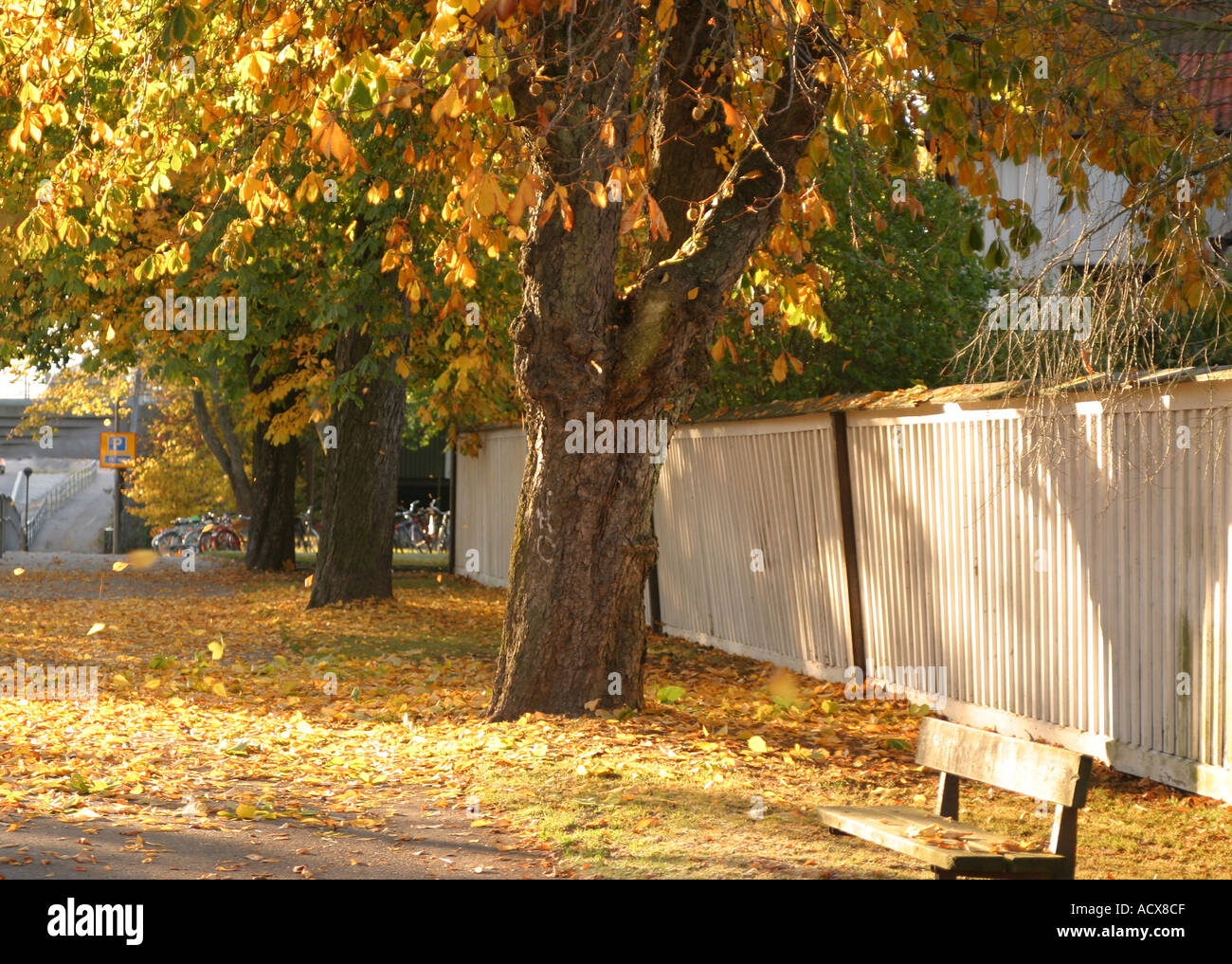 La caduta di foglie di castagno in autunno a Nykoping Svezia Foto Stock