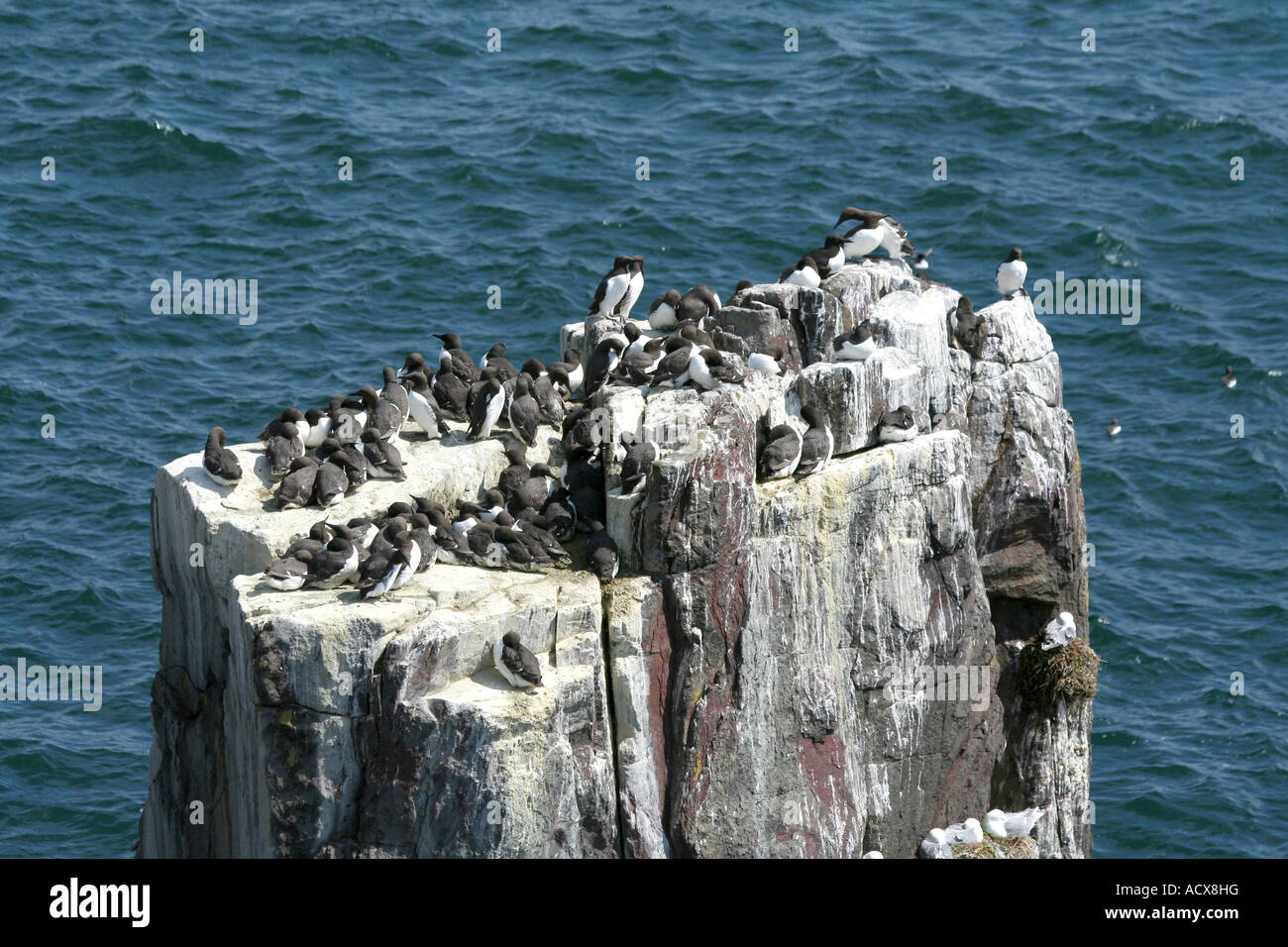 Guillemot (Uria aalge) allevamento colonia farne interna Foto Stock