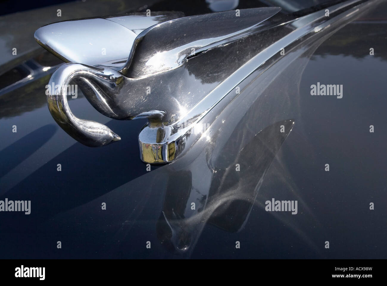 La cappa cormoranat ornamento di un Packard 1952 Foto Stock