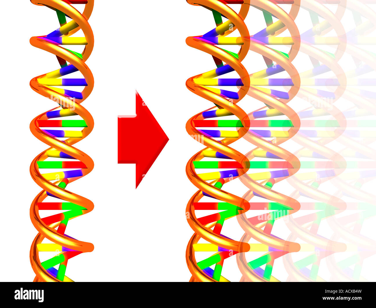 Illustrazione concettuale della doppia elica del DNA molecole concetto di clonazione isolato su bianco Foto Stock